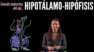 Fisiología endocrina I Eje HipotálamoHipófisis [upl. by Scales820]