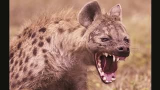 Hyena Sounds  Laughing Hyena laugh [upl. by Elocim]