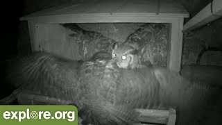 Great Horned Owl ATTACKS Peregrine Falcon Nest [upl. by Ihsar]