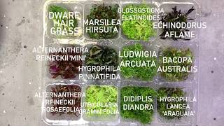 How to prepare aquarium tissue culture plants [upl. by Hakkeber936]