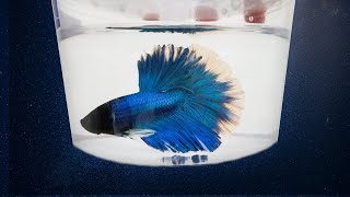 5 Best Places to Buy a Betta Fish [upl. by Calvina]