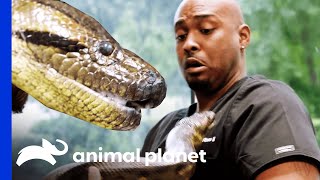 Anaconda Is Dr Ross New Patient  The Vet Life [upl. by Janaye78]