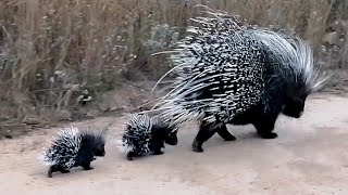 Porcupine Mom With The Cutest Babies [upl. by Culhert445]