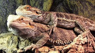 BEARDED DRAGONS  MATING BEHAVIOR [upl. by Tonina647]