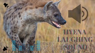 Hyena Laughing sound effect [upl. by Akenit]