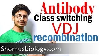 VDJ recombination  antibody class switching [upl. by Tomaso]