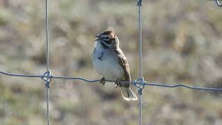 Lark Sparrow song [upl. by Tiffani]