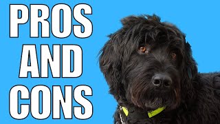 Everything You Need to Know About Portuguese Water Dogs Part 2 [upl. by Aneles320]