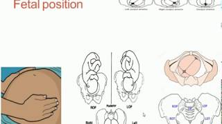 Cephalic Definition Anatomy Biology Kinesiology Medicine [upl. by Eatton31]