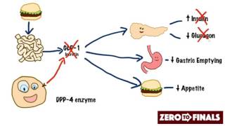 How does sitagliptin work DPP4 inhibitors and GLP1 mimetics [upl. by Trip]