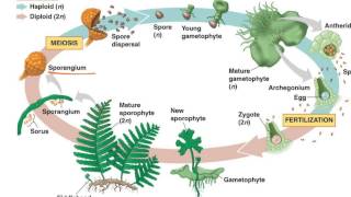 Fern Life Cycle [upl. by Annaeerb738]