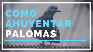 Como AHUYENTAR palomas  MÉTODO Rápido Fácil y Efectivo [upl. by Ahsiekel955]