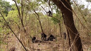 ISU anthropologist witnesses rare lethal aggression in African chimps [upl. by Persse]