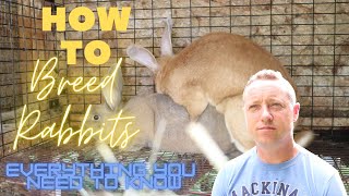 BREEDING RABBITSEVERYTHING YOU NEED TO KNOW [upl. by Scarito571]