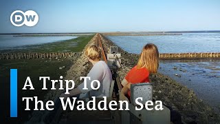 A Virtual Tour of Germany  The Wadden Sea Mudflats Halligen and Sandy Beaches [upl. by Ciel]