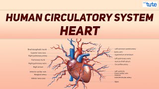 Human Circulatory System  Letstute [upl. by Jacobine]