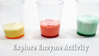 Explore Enzymes  STEM Activity [upl. by Brod348]