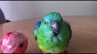 😍RED RUMP PARROT ALWAYS HAS SOMETHING TO SAY❤🦜parrot lover [upl. by Demott]