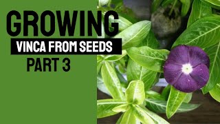 Growing Vinca or Periwinkle from Seeds Part 3 [upl. by Anilave4]