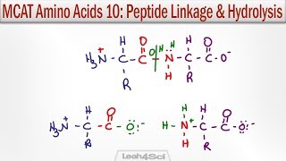 Amino Acid Peptide Linkage and Hydrolysis Reactions [upl. by Cortie]