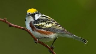 Birding Warblers [upl. by Idleman]