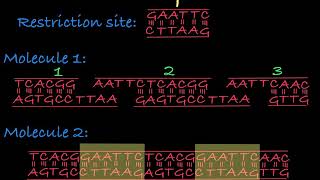 Restriction Enzymes Restriction Endonucleases [upl. by Mindi]