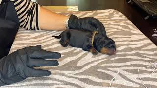 Docking Rottweiler Puppy tail [upl. by Haas]