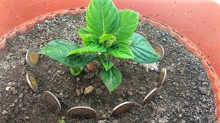 ¿Eres Jardinero Aprende estos 6 SECRETOS de Jardinería Cuanto Antes [upl. by Chiou]