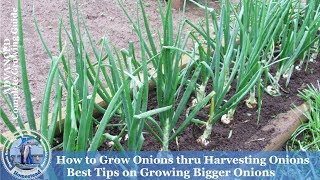 How To Grow Onions amp Harvest Onions [upl. by Nellahs]