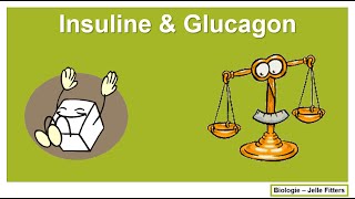 Regeling  Insuline amp Glucagon [upl. by Kimbra]