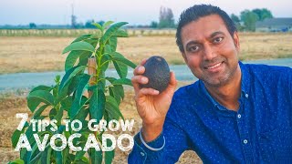 7 Tips to Plant and Grow Avocado Trees [upl. by Wardle]