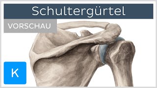 Schultergürtel Vorschau  Anatomie des Menschen  Kenhub [upl. by Tallia]