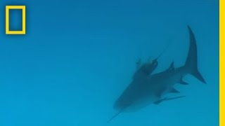 Bull Sharks  National Geographic [upl. by Ayian]