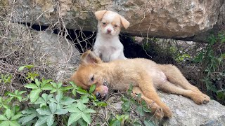 The cry for help of two dogs abandoned by their cruel owner on the side of the road and I saved them [upl. by Alol]