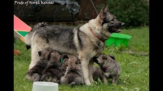 Hodowla psów rasowych od narodzin do 10 tygodnia  Elkhund szary [upl. by Line888]