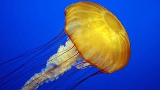 Facts The Jellyfish [upl. by Sig240]