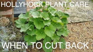 Hollyhocks Cutting back and collecting seed [upl. by Acisseg]