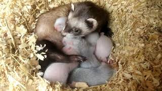 Basic Ferret Breeding From day 1 to week 8 [upl. by Alrrats]