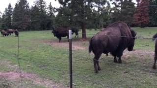 Bison Mating Call Growl [upl. by Armil]