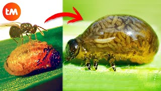 10 ZOMBIE ANIMALS Controlled By PARASITES 🦟😱 [upl. by Asyram]