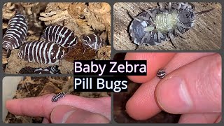 Baby Zebra Pill Bugs Marsupium Birth [upl. by Kramnhoj81]