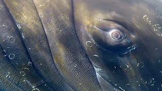 Really really close to a Humpback Whale in Antarctica [upl. by Ecinereb424]