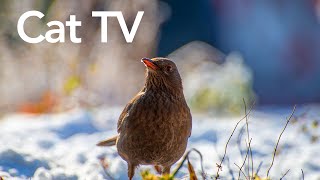 Videos for Cats To Watch  12 Hours of Birds and Squirrels HD [upl. by Teryn267]