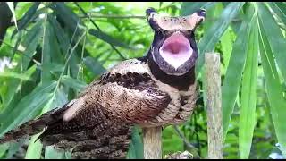 Rare Bird Species Great Eared Nightjar Spotted In Assams Kakopathar  Guwahati Plus [upl. by Asiil652]