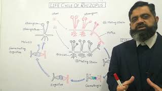 Zygomycetes English medium profmasoodfuzail Life Cycle of Rhizopus  Conjugating Fungi [upl. by Aseeral]