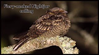 Fiery necked Nightjar calling [upl. by Durrell]