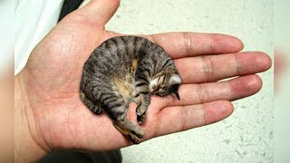 THE 10 SMALLEST CAT BREEDS In The World [upl. by Yoshi]