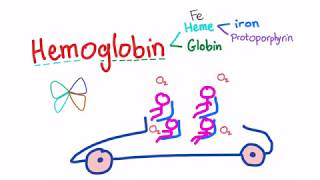 Hemoglobin Structure Whats In Your Red Blood Cell [upl. by Ellehcer218]