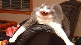 BEST CAT MEMES COMPILATION OF 2020  2021 PART 52 FUNNY CATS [upl. by Raddi]