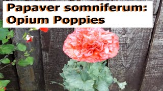 Papaver somniferum Opium Poppies  UK Guide [upl. by Ahsiakal]